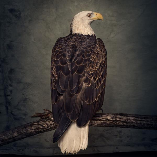 Clutch: Book of bad decisions 2018