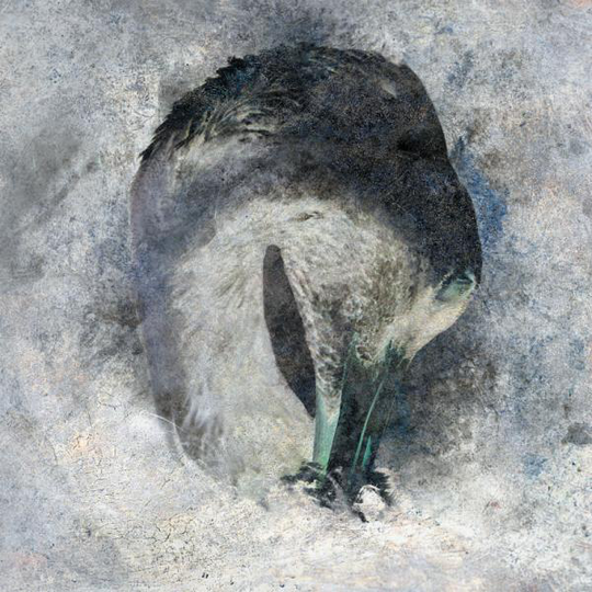 Suma: Ashes